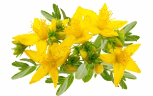 St. John’s Wort