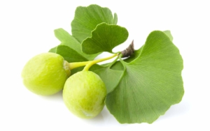 Ginkgo biloba leaves
